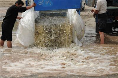 رهاسازی بچه ماهی سفید در رودخانه های استان مازندران